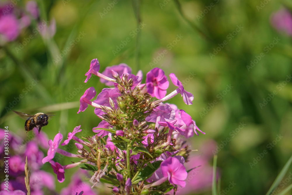 Bumble bee in flight