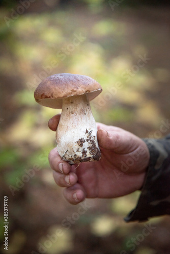 mushroom in the hands
