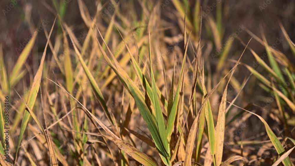 Bright yellow and green grass and reeds move in the wind with an out of focus background of similar looking grass.
Bright yellow and green grass and reeds move in the wind with an out of focus background of similar looking grass.