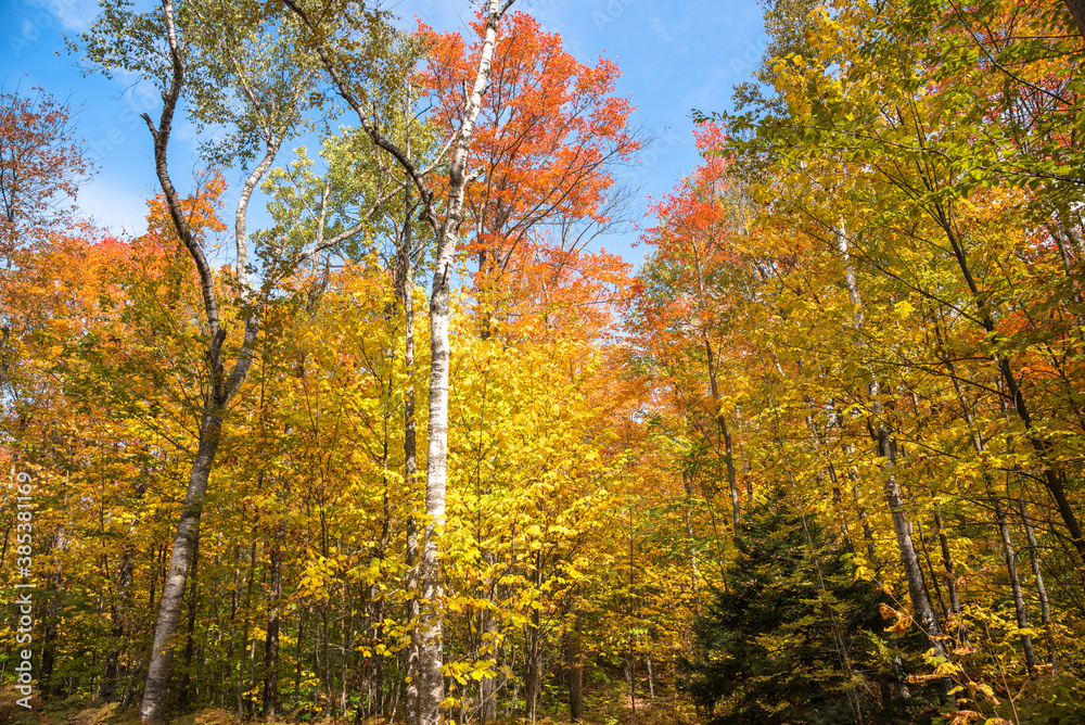 Beautiful colourful autumn forest under blue sky. Natural background.