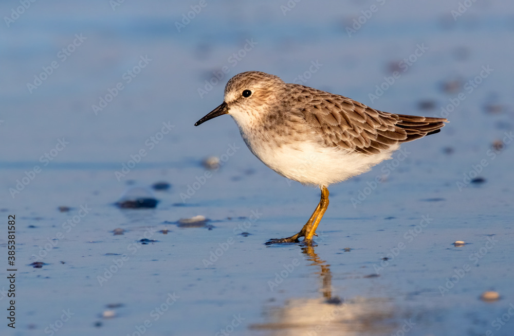 The least sandpiper (Calidris minutilla) at the ocean coast, Galveston, Texas. The least sandpiper (Calidris minutilla) at the ocean coast, Galveston, Texas.