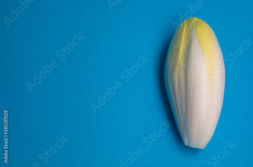 Chicory, endive, succory. Witlof vegetable. Fresh chicory on a blue background.