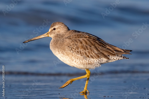 Short-billed dowitcher  Limnodromus griseus  at the ocean coast  Galveston  Texas  USA.