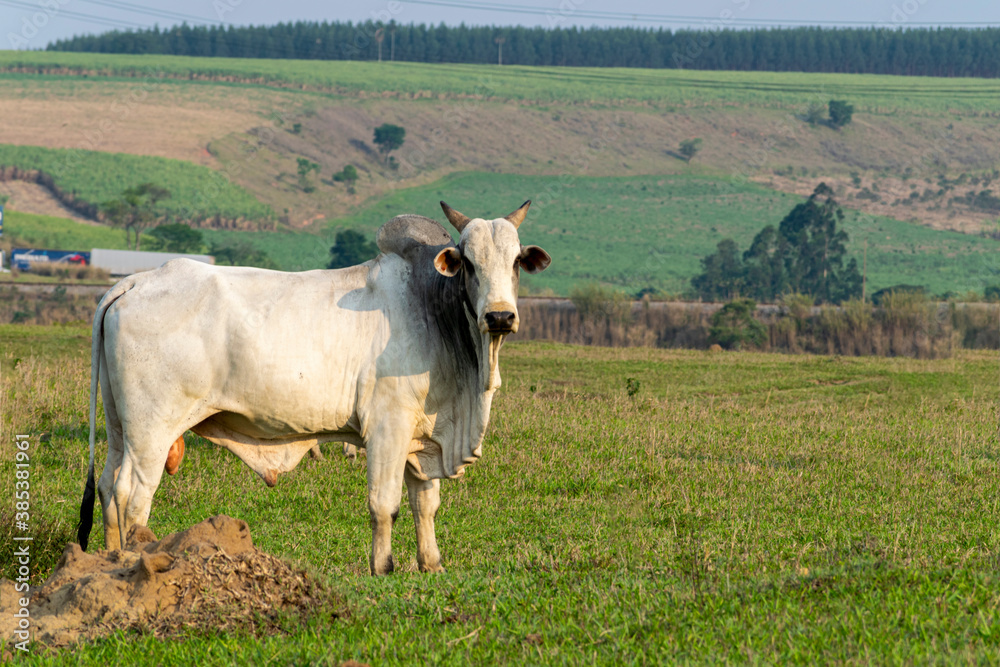 Nelore cattle isolated on pasture