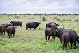African Buffalo (Syncerus caffer) herd on the grass in Kruger National Park in a cloudy day.
