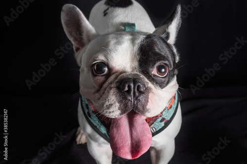 Beautiful french bulldog close up studio portrait. Dog standing and looking to the front with his tongue out - isolated over dark background. © AlbertoMinor