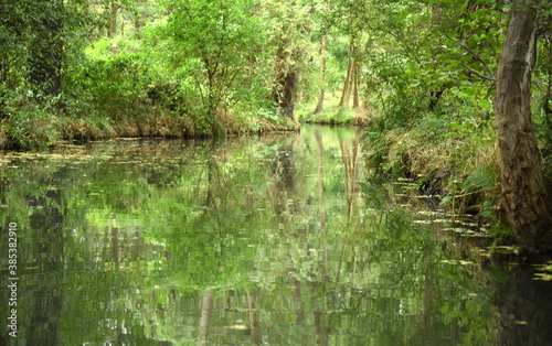 Spiegelung des spreewälder Hochwaldes im Wasser