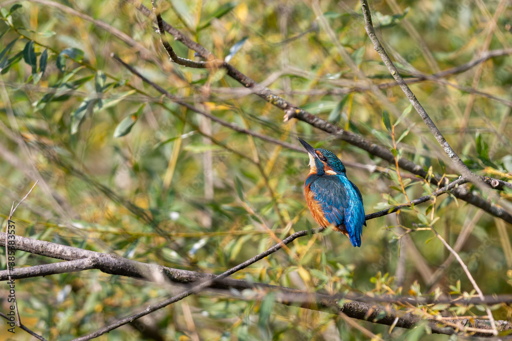 Fototapeta premium Kingfisher (Alcedo atthis)