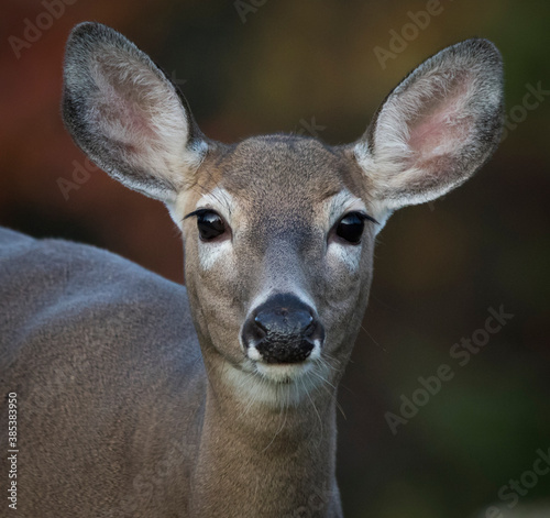 Canvas-taulu white tailed deer