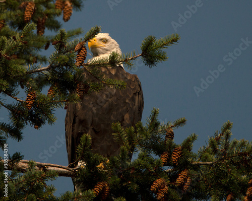 Bald eagle in the tree - Canada