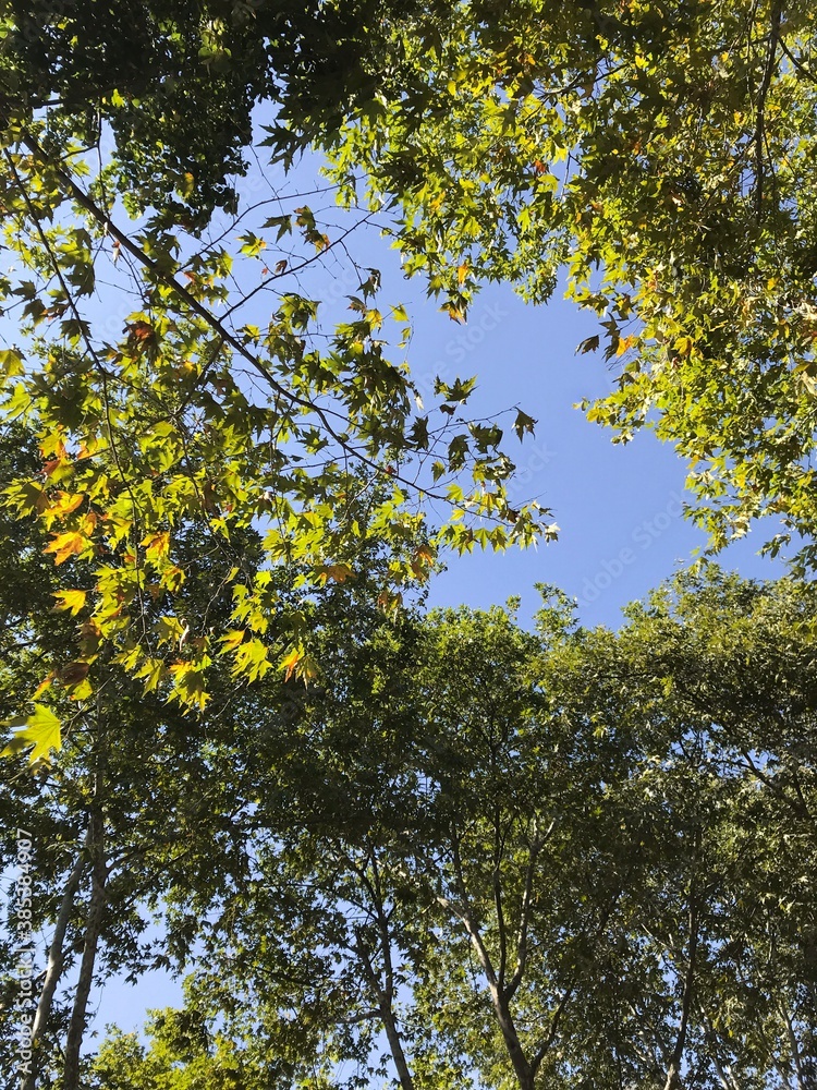 Fototapeta premium yellow leaves against sky