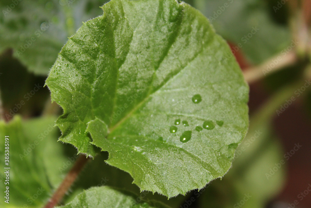 Hoja verde Hoja verde
