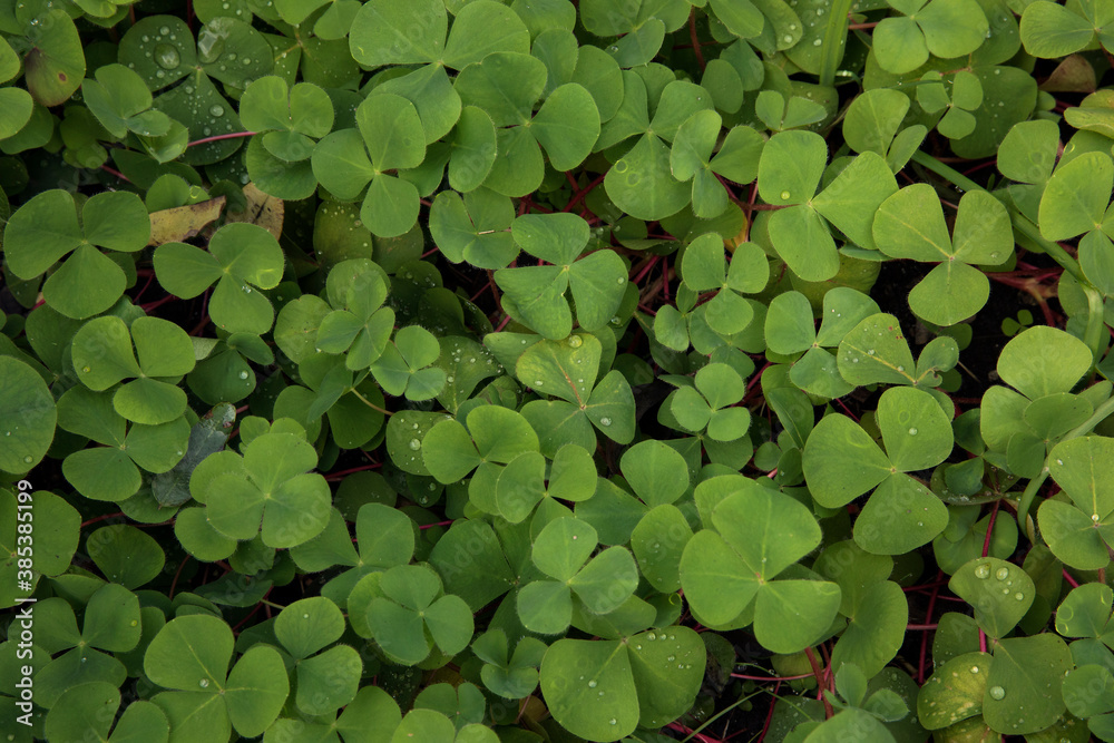 Natural texture and pattern. Closeup view of Trifolium repens, also known as White Clover, beautiful green leaves, growing in the garden. Natural texture and pattern. Closeup view of Trifolium repens, also known as White Clover, beautiful green leaves, growing in the garden.
