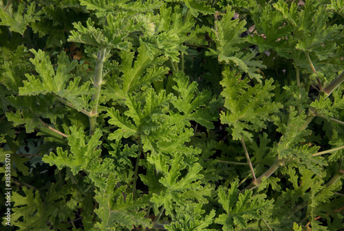 Fragrant flora. Natural texture and pattern. Closeup view of Pelargonium citronella  also known as Scented Geranium  beautiful green leaves foliage  growing in the garden.