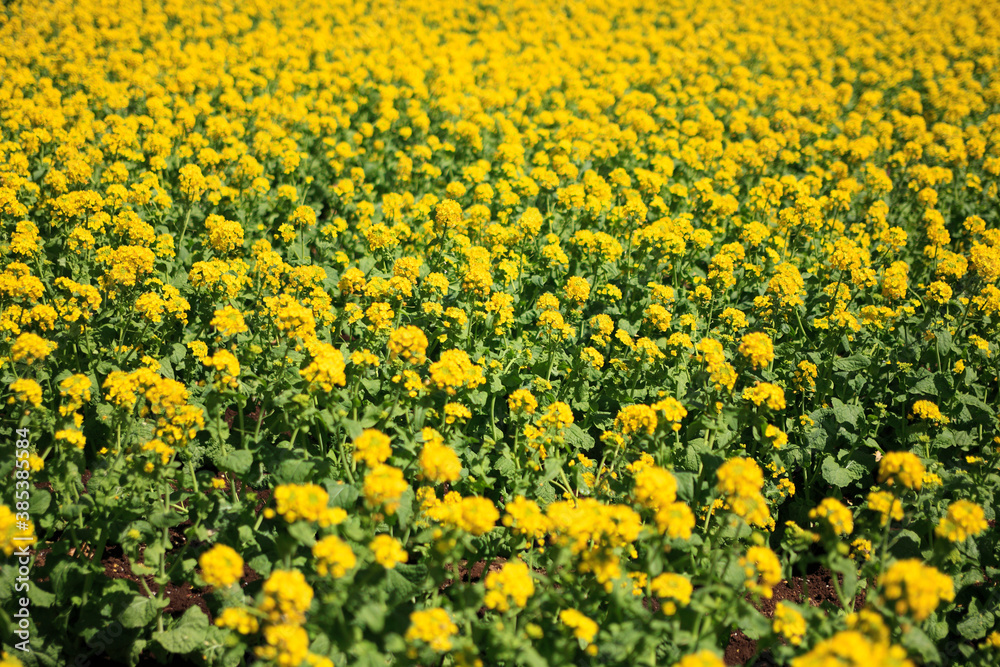 Obraz premium 菜の花畑