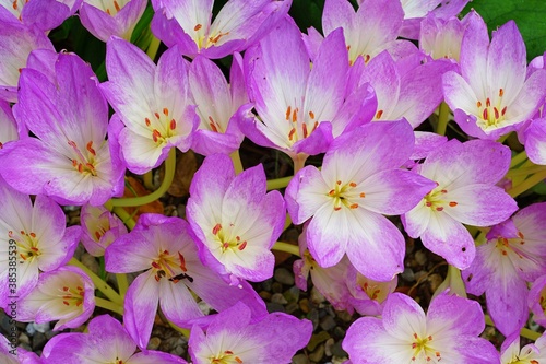 Pink autumn crocus flowers with orange filaments