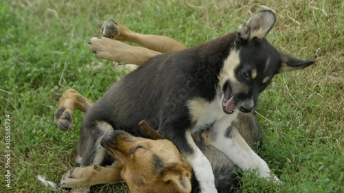 Homeless dogs are played and bitten in the village in the fresh air