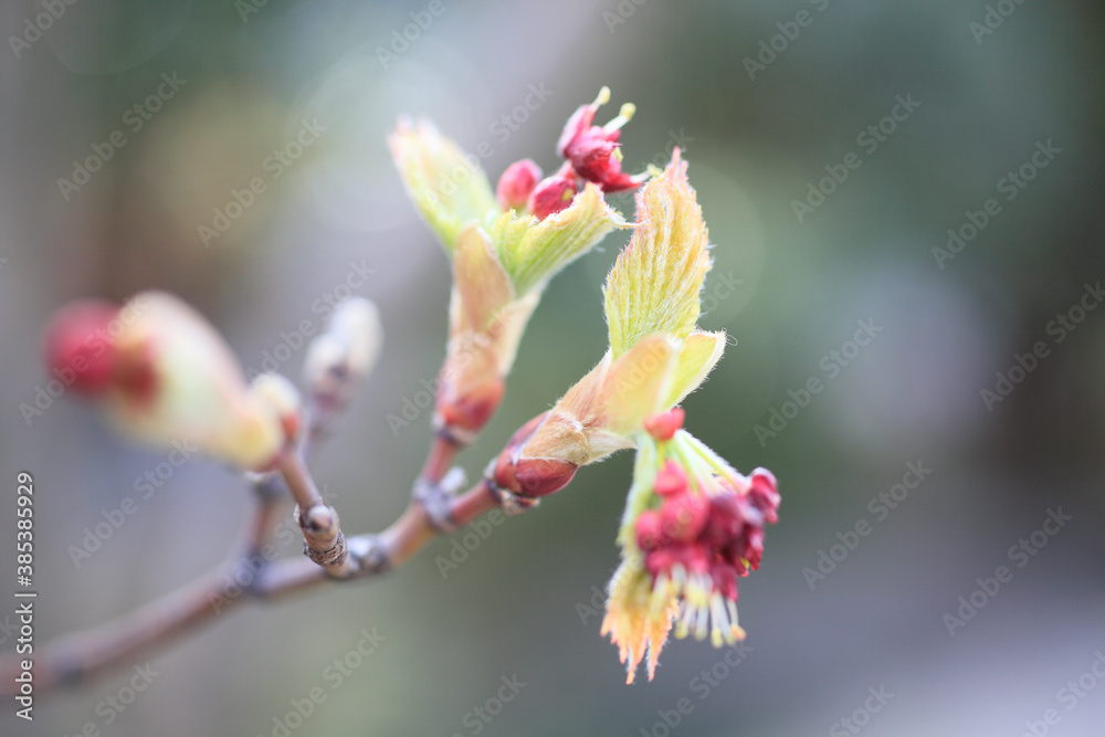 カエデの新芽