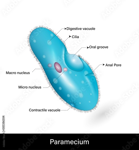 paramecium structure. unicellular micro organism medical vector illustration   photo