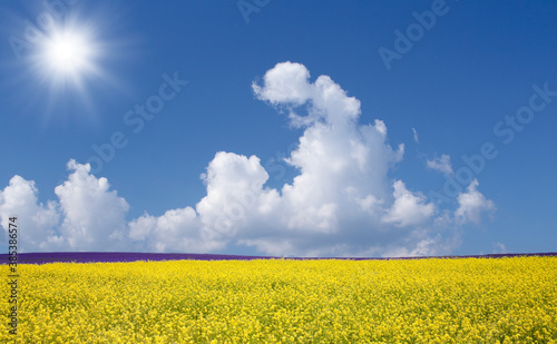 黄色い花咲く丘と雲と太陽