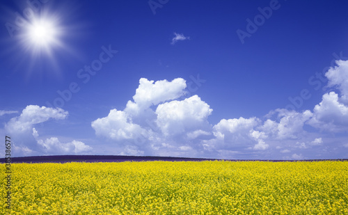 黄色い花咲く丘と雲と太陽