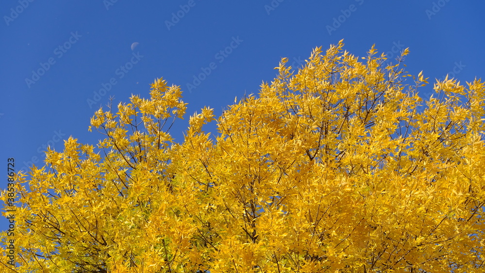Yellow leaves on tree branches in autumn
