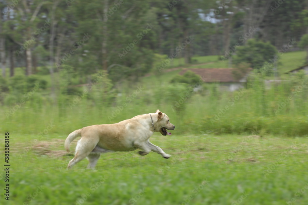Cachorro correndo Cachorro correndo