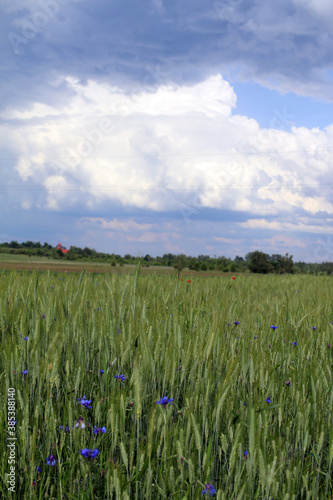 flower meadow