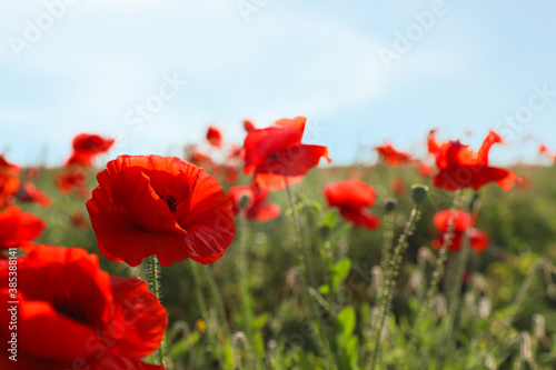 Beautiful blooming poppy flowers in field on spring day. Space for text