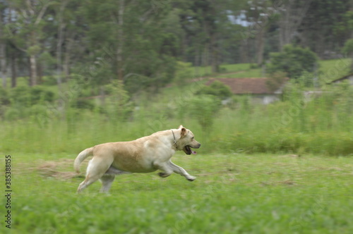 Cachorro correndo