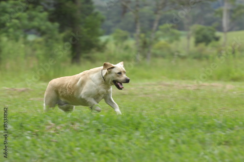 Labrador correndo