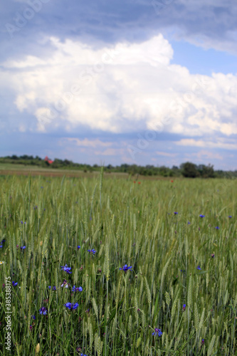 flower meadow