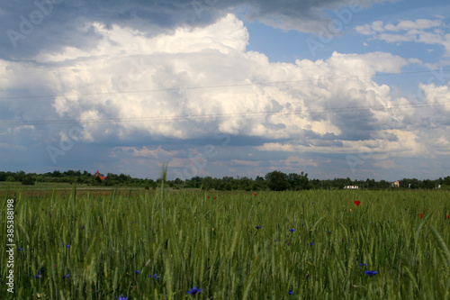 maki łąki
