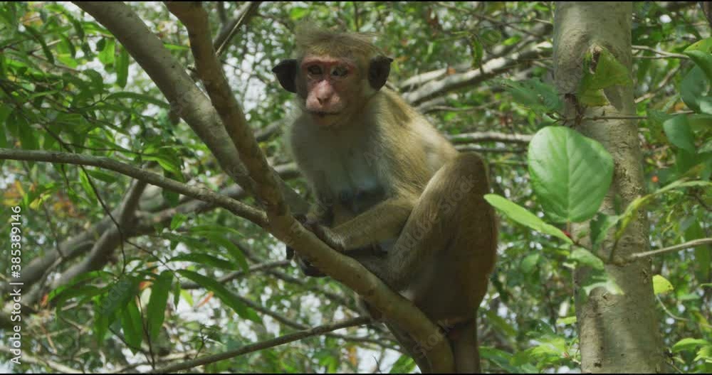 Monkey chilling in the forest of Srilanka, shot with a redcamera 4K Monkey chilling in the forest of Srilanka, shot with a redcamera 4K