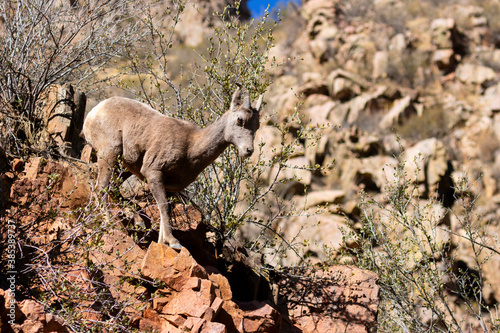 Bighorn Sheep in Waterton Canyon Autumn