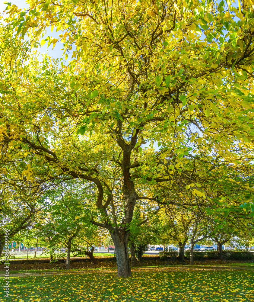 Big mulberry tree in urban park with green and yellow leaves in autumn  
