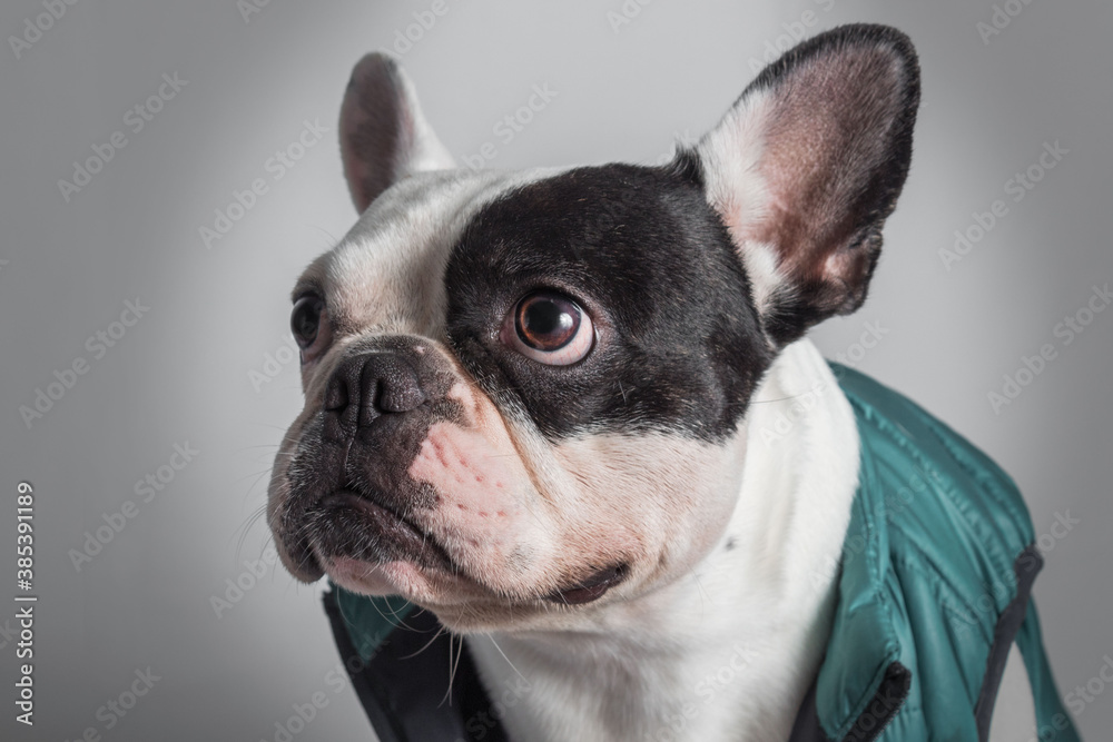 Beautiful french bulldog close up studio portrait. Dog dressed and sitting looking to the left - isolated over white background.