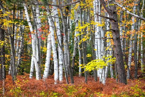 Colorful Maple and Silver Birch trees in forest in Michigan upper peninsula