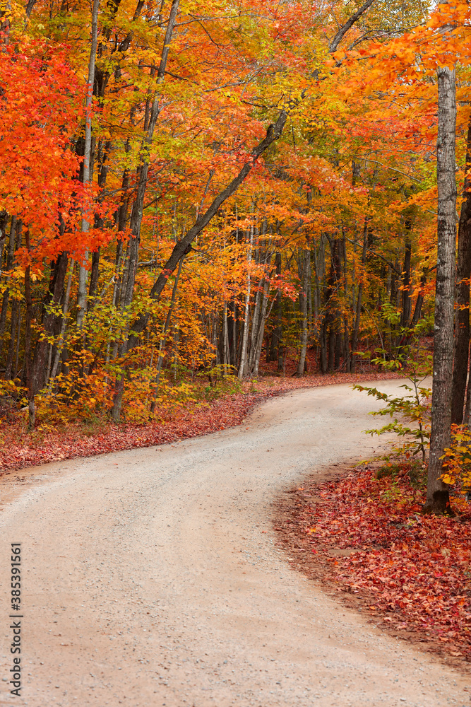Naklejka premium Colorful autumn trees by the winding rural road in Michigan upper peninsula countryside