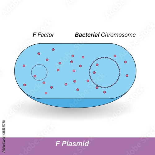 High frequency of recombination or HFR strain of bacteria vector illustration in white background 