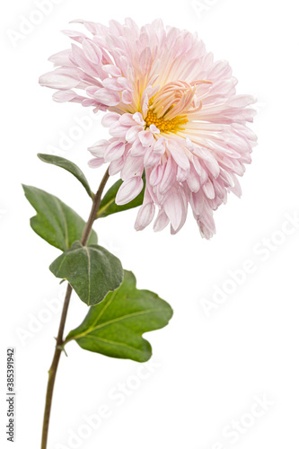 Pink chrysanthemum flower  isolated on white background