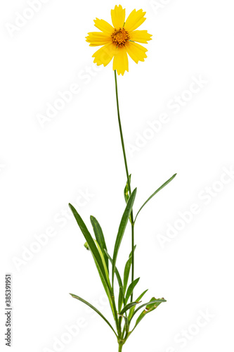 Yellow flowers of coreopsis  Coreopsis lanceolata   isolated on white background