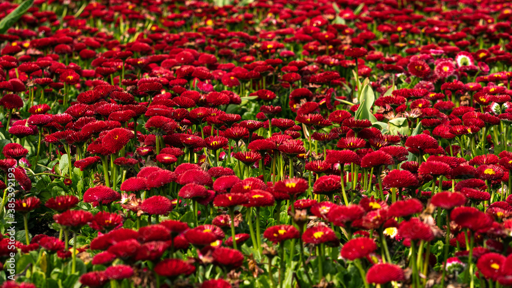 Big bed of Bellis perennis red in full bloom