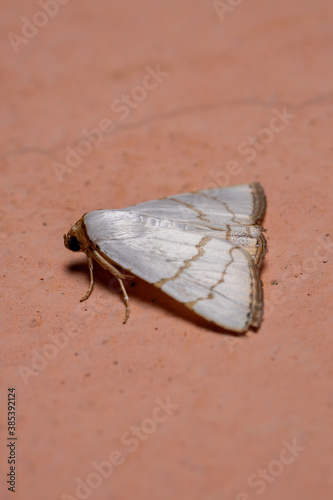 Underwing moth in the wall photo