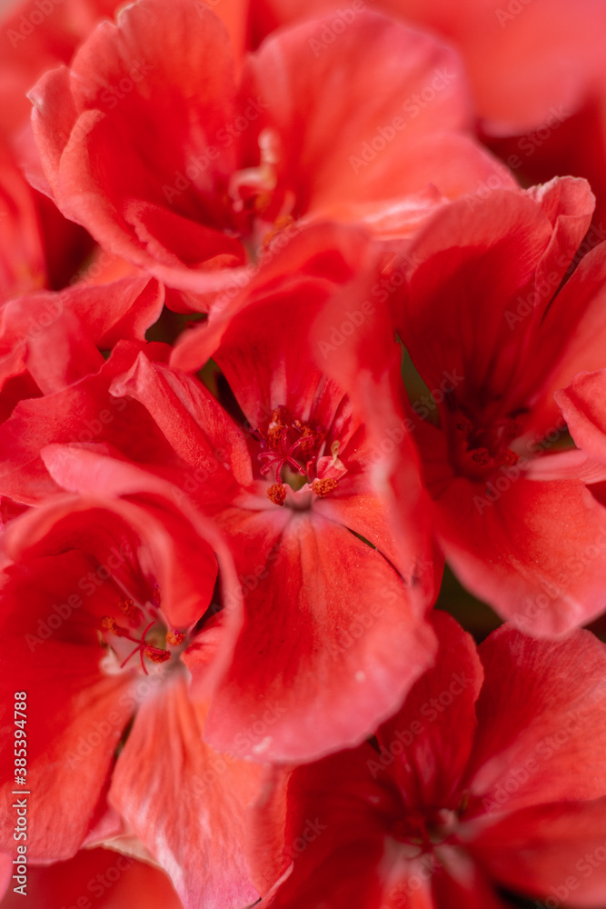 Fototapeta premium flores salmon