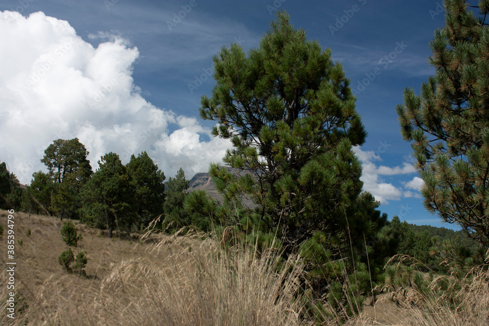 Pine trees surrounding mountains and volcanoes in Mexico