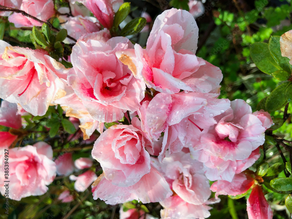 Pink Azalea, Rhododendron simsii Wet from the Rain