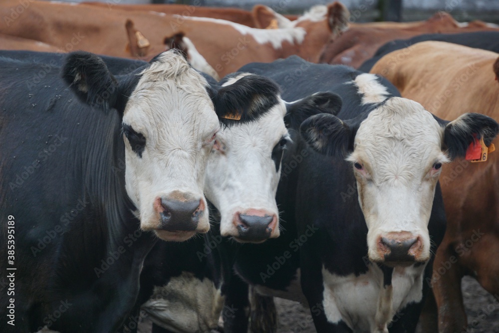 vacas juntas vacas juntas