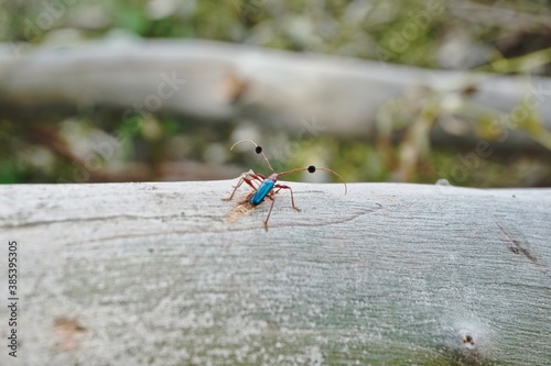 insecto
