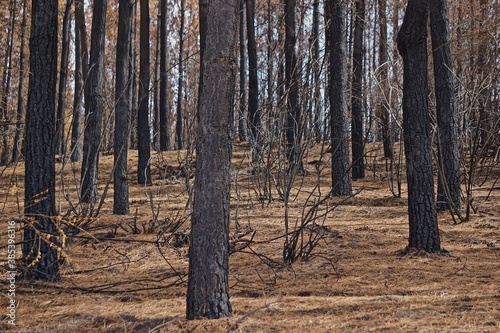 bosque quemado